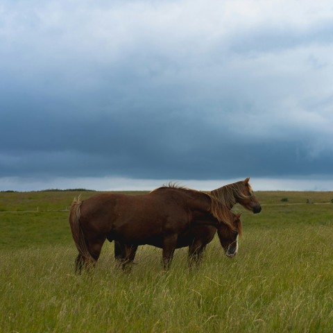 a couple of horses are standing in a field