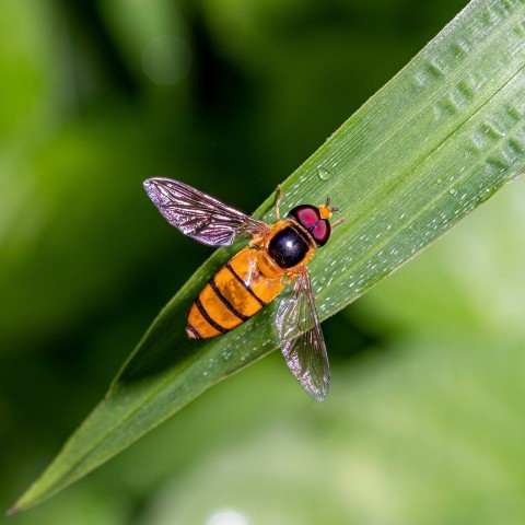 a close up of a fly on a leaf