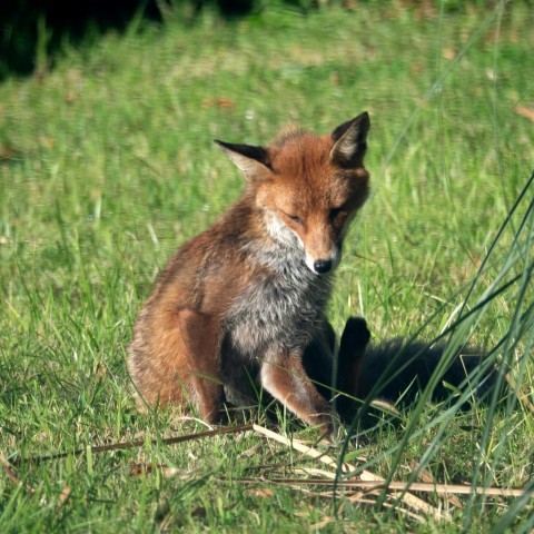 a small fox sitting on top of a lush green field