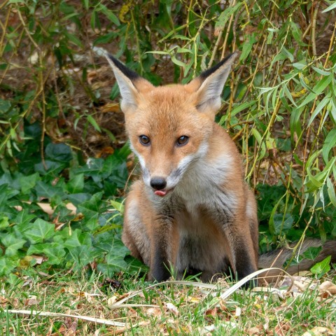 a red fox sitting in the grass looking at the camera