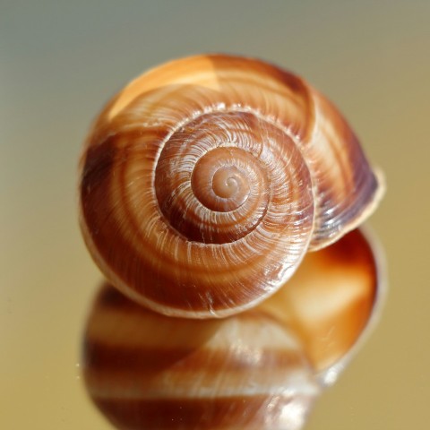 a close up of a snails shell on a table