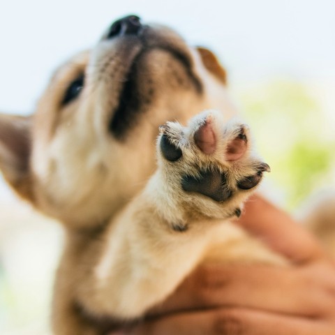 a person holding a small dog up in the air