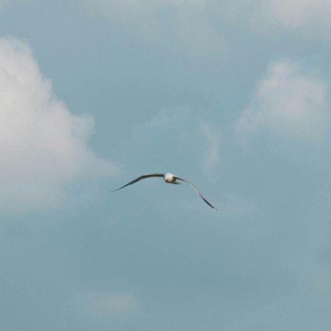 a seagull flying in the sky with a cloud in the background