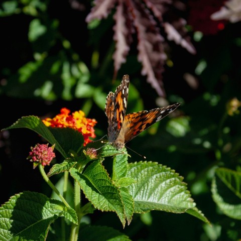 a butterfly sitting on top of a green leaf