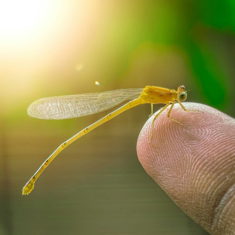 a small yellow insect sitting on top of a finger