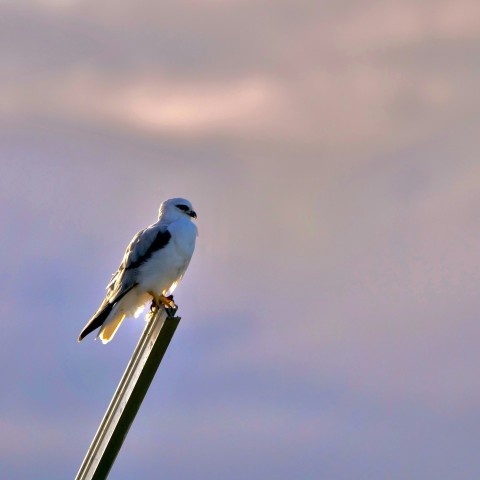 a bird sitting on top of a metal pole