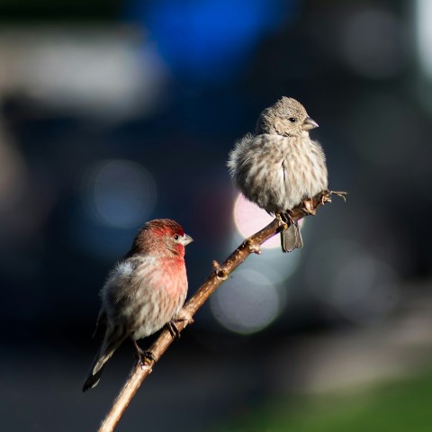 two small birds perched on a twig