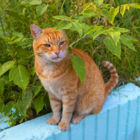 an orange cat sitting on a blue fence