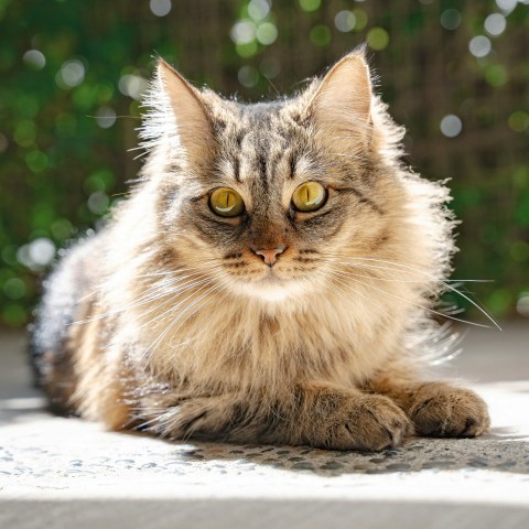 a cat sitting on the ground looking at the camera CL1YF