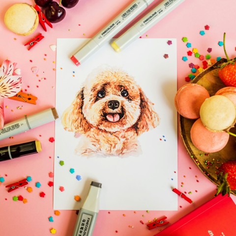 brown and white long coated dog on pink table