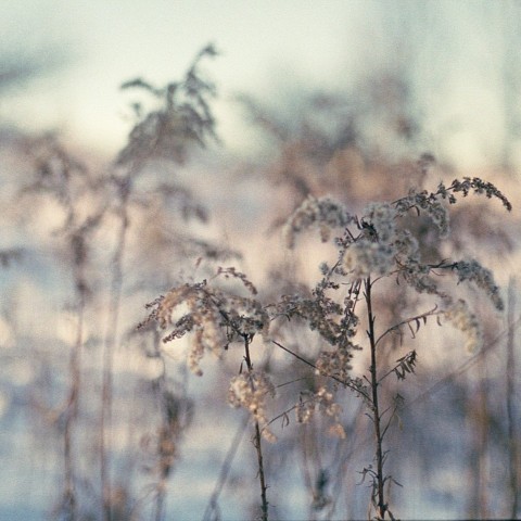 brown grass in tilt shift lens