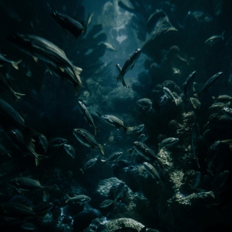 a large group of fish swimming in an aquarium KYZ