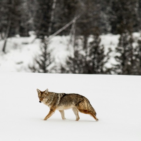 brown wolf on snow covered ground during daytime ts7R37V