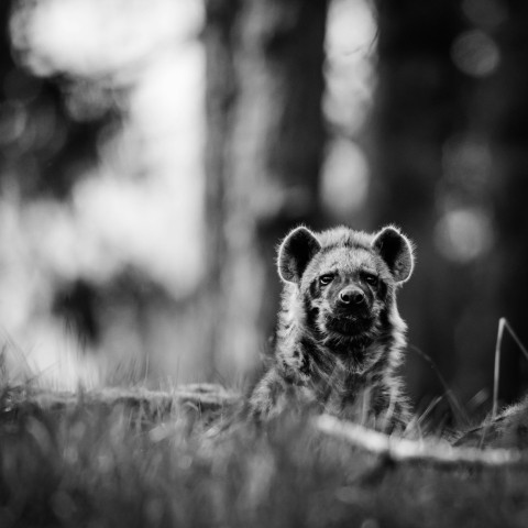 gray scale photography of hyena SGgQiP