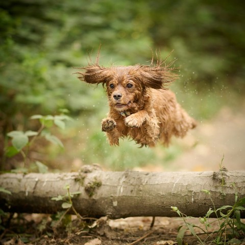 a small animal jumping over a log