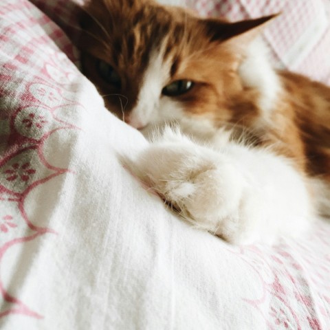 brown and white cat lying on white and red floral bed