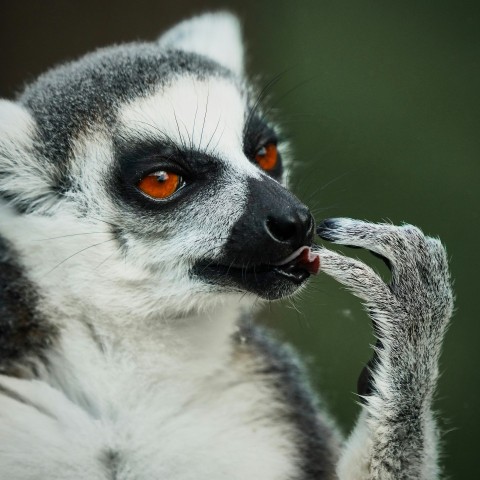 white and black animal on brown tree branch