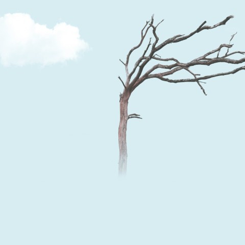 brown bare tree illustration Nzzk