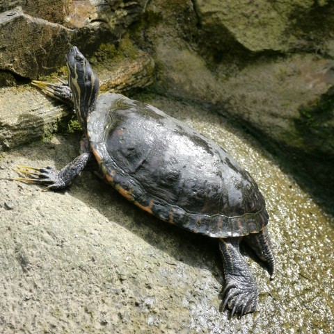 a turtle sitting on top of a rock next to a body of water