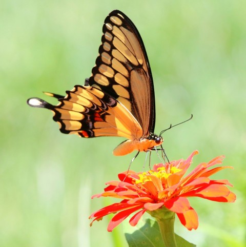 a butterfly sitting on top of a flower