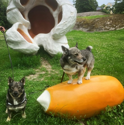 a couple of dogs standing next to each other on a lush green field