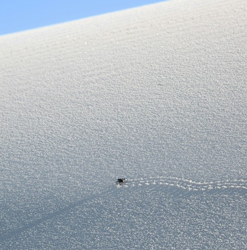 a single bird flying over a snow covered hill