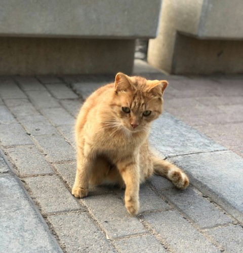 an orange cat sitting on the ground next to a bench