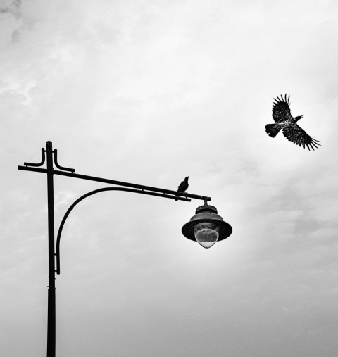 grayscale photo of bird on electric post