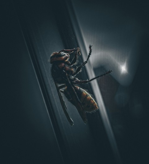 a bug crawling on a wall in a dark room