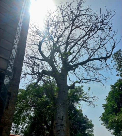 a tree with no leaves in front of a building