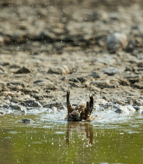 a bird that is standing in the water