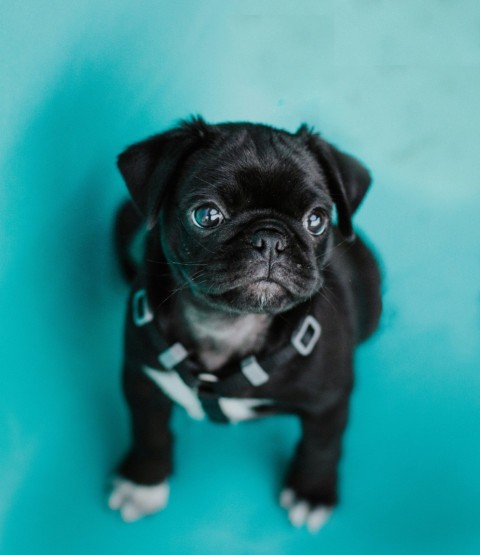 black pug puppy on green textile SIgxB