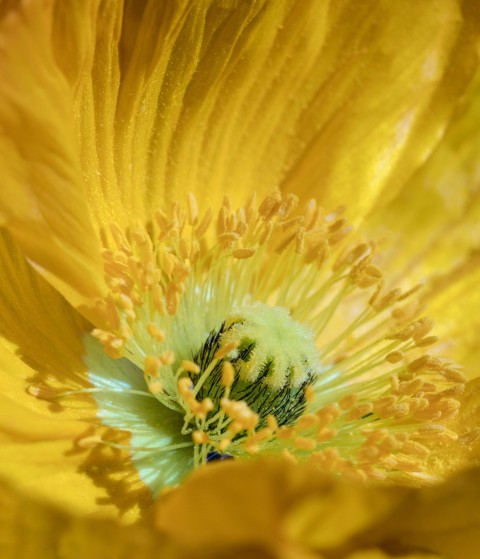 a close up view of a yellow flower