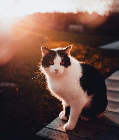 black and white cat on brown wooden table dYxeEQ