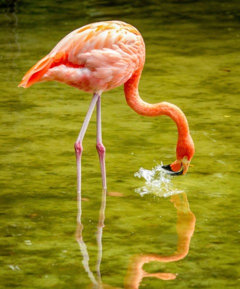 close up of flamingo