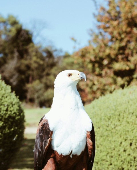 a large white and brown bird of prey