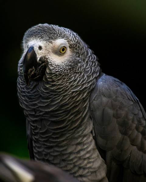 grey and black bird in close up photography 9