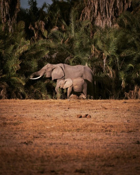 elephants in a field