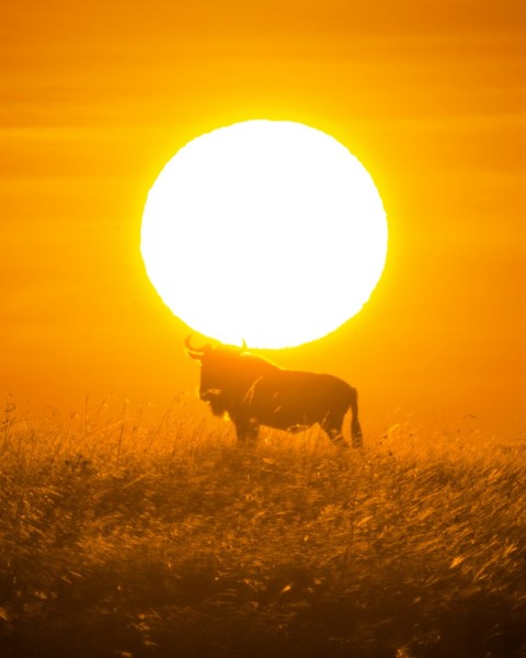 silhouette of cow on grass field during sunset