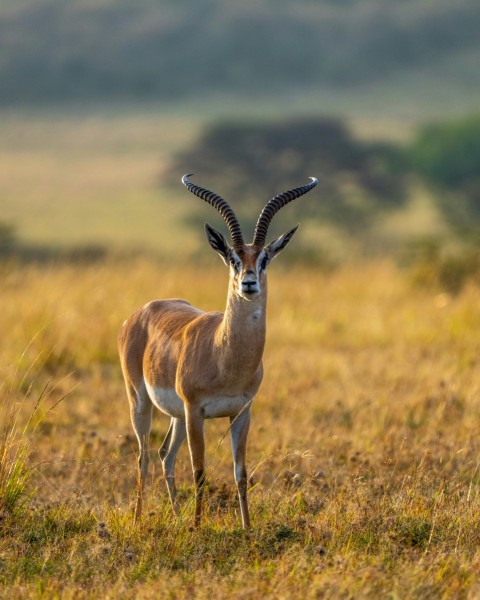 an antelope standing in a field of grass CyGRxuMDD