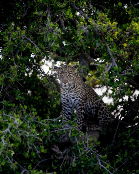 a leopard sitting in a tree looking at the camera