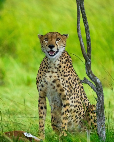 cheetah on green grass during daytime