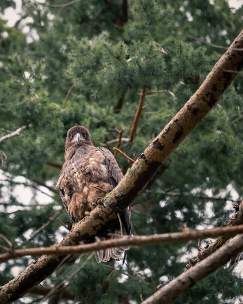 brown bird on tree