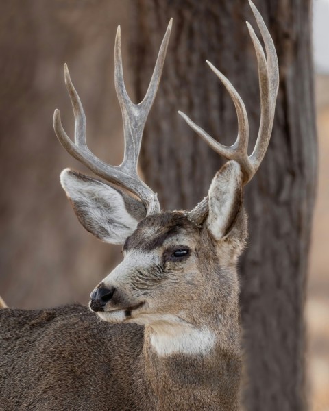 a deer with antlers