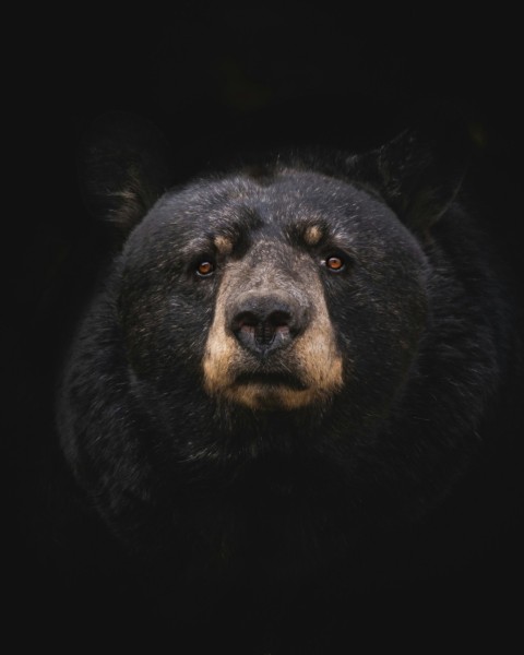 black bear on brown wooden tree branch