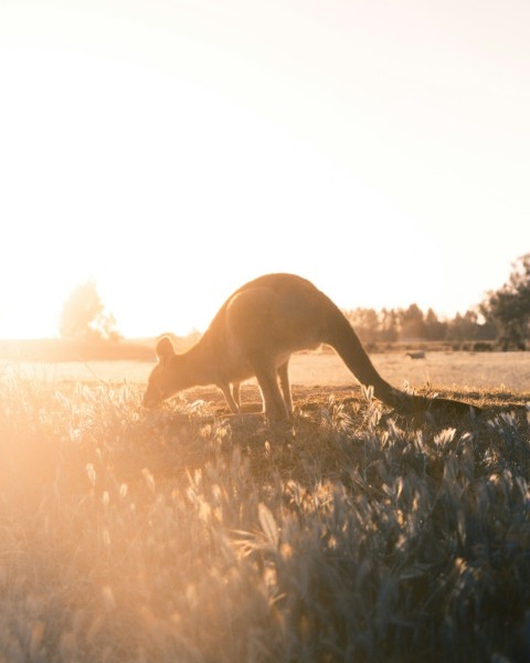 brown joey on grass field