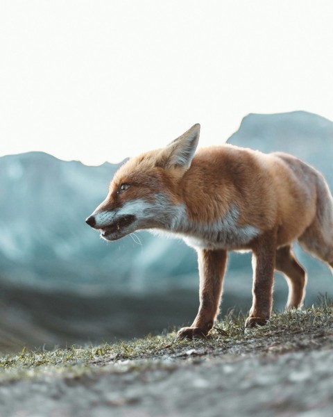 brown fox on gray ground during daytime