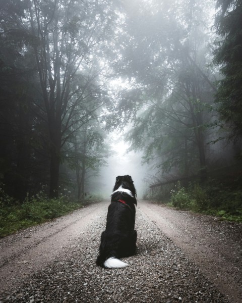 short coated black and white dog sitting on road path