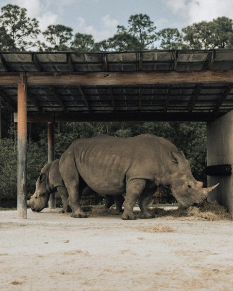 rhinoceros on brown wooden cage