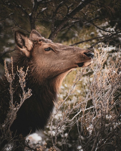 a close up of a deers face in a tree